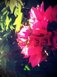 Close-up of flower blooming outdoors