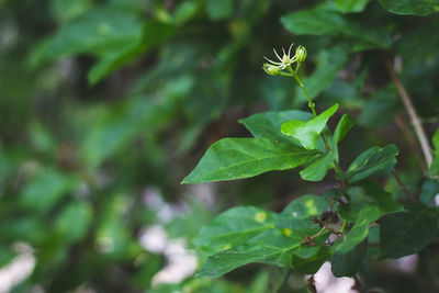 Close-up of fresh green leaf