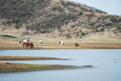  horses drink water at pond in kusasenri prairie observation, aso kuju national park, kumamoto