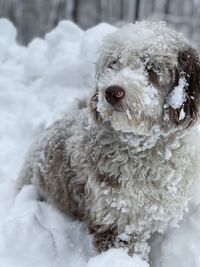 Close-up of a dog in snow
