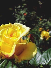 Close-up of yellow rose blooming outdoors