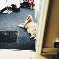 High angle view of cat sleeping