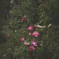 Close-up of pink flowers blooming outdoors