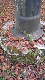 Leaves on tree trunk