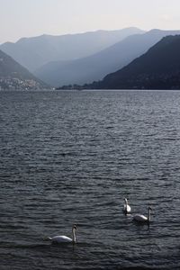 Birds swimming in lake