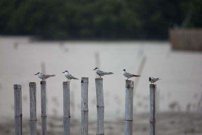 Close-up of birds perching on wooden posts in lake