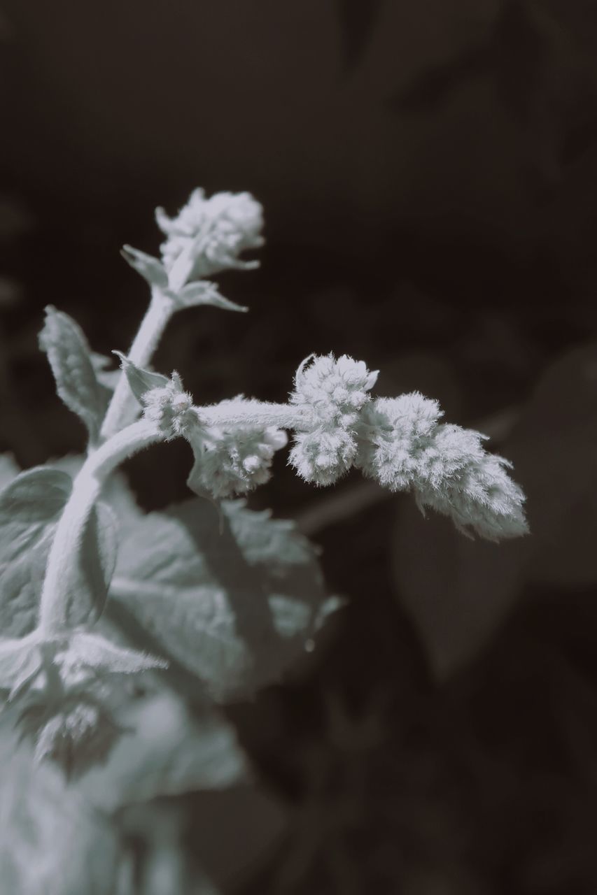 CLOSE-UP OF FROZEN PLANTS