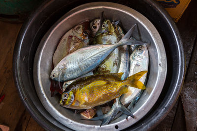 High angle view of fish in container