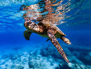 View of turtle swimming in sea