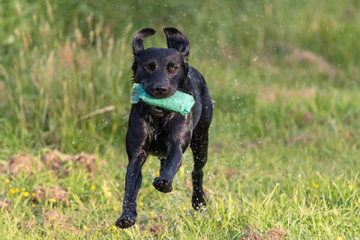 Close up of a wet black labrador running through a field while carrying a training dummy