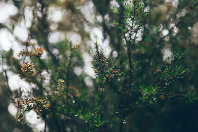 Close-up of flowering plant in forest