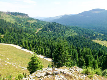 High angle view of pine trees against sky