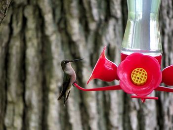 Close-up of a bird on a tree