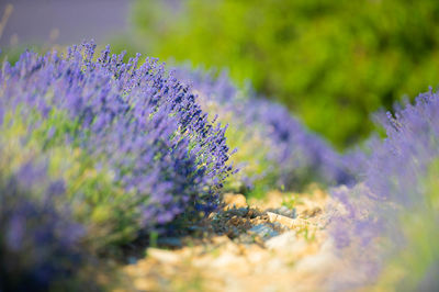 Close-up of purple flowering plants