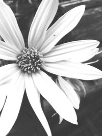 Close-up of white daisy flower