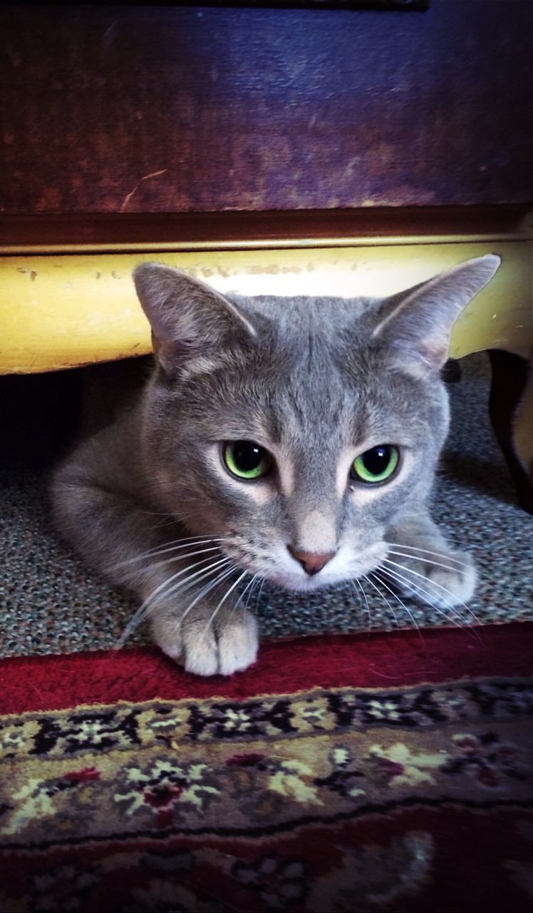 domestic cat, pets, domestic animals, indoors, cat, animal themes, one animal, feline, looking at camera, portrait, mammal, whisker, relaxation, home interior, close-up, lying down, high angle view, animal head, bed, no people