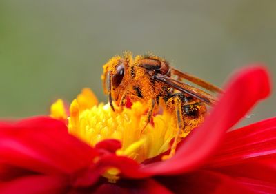 Close-up of insect on red flower