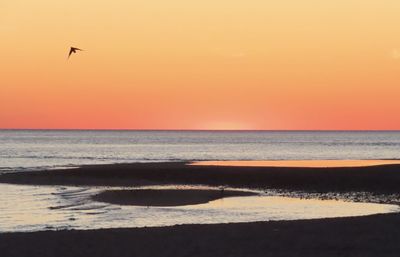 View of bird on beach during sunset