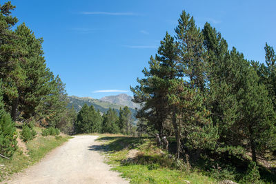 Road amidst trees against sky