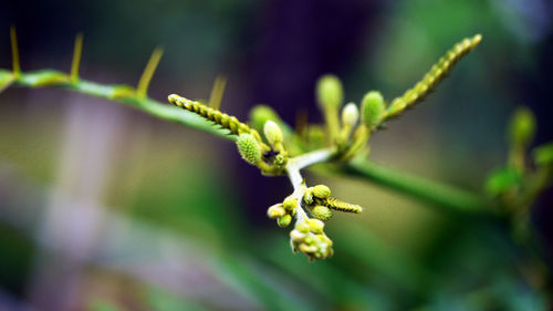 Close-up of green flower buds on plant