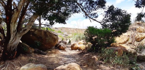Scenic view of forest against sky