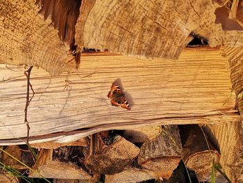 View of logs on rock