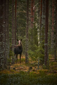 Horse in a forest