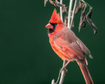 Close-up of bird perching on branch