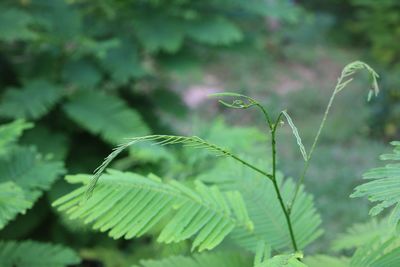 plant