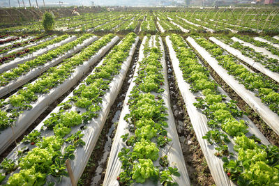 Close-up of agricultural field