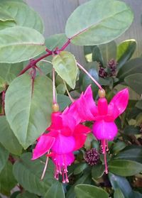 Close-up of pink flowers