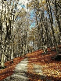 Road amidst bare trees during autumn