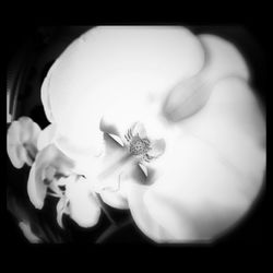 Close-up of white flowers