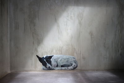 Dog sleeping on wall