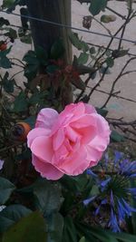 Close-up of pink flowers blooming outdoors