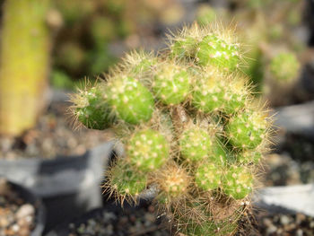 Close-up of succulent plant