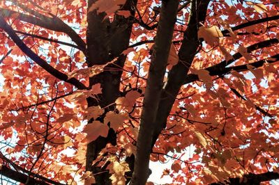 Low angle view of tree in autumn