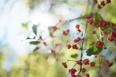 Close-up of red berries on tree