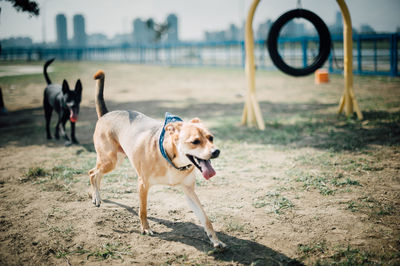 Dog looking away