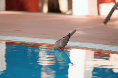 Close-up of bird on table