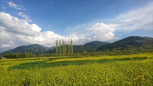 Scenic view of field against sky