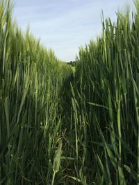 Crops growing on field against sky