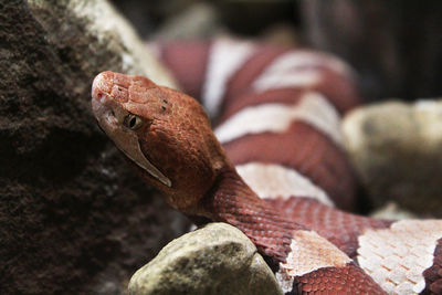 Close-up of snake on rock