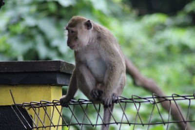 Monkey sitting on railing