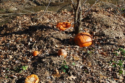 Close-up of pumpkin on field