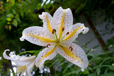 Close-up of white lily on plant