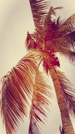 Low angle view of palm tree against sky