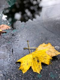 High angle view of yellow maple leaf on wet street
