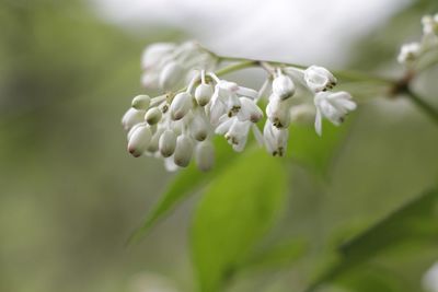 Close-up of white flowering plant