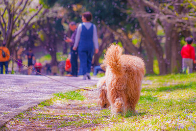 Rear view of dog running on field